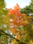 collegeville37