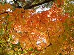 collegeville41