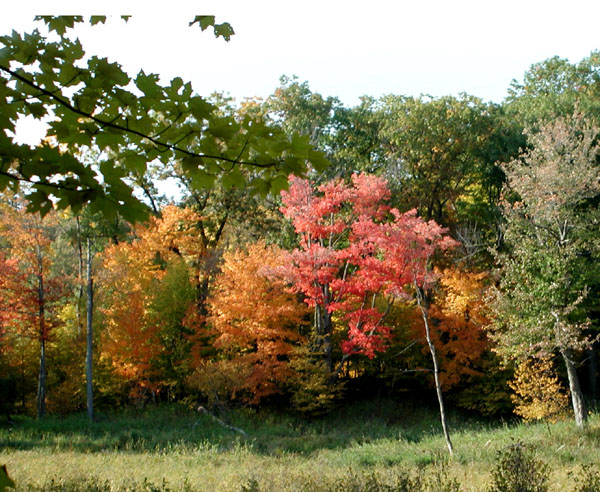 collegeville5