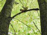 chipmunk