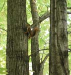 chipmunk2
