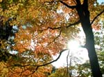 collegeville10
