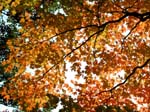collegeville11