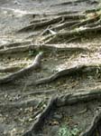 roots1